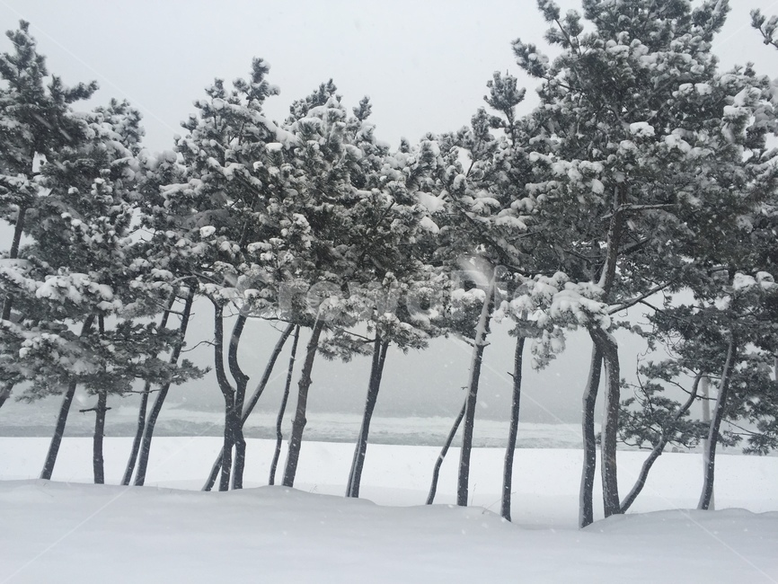 강원도,겨울,눈,바다,자연,나무,겨울,계절,winter,season,자연,풍경,nature,landscape,식물,plants,나무,trees,wood,outdoors,옥외,snow,blizzard,눈보라,storm,폭풍