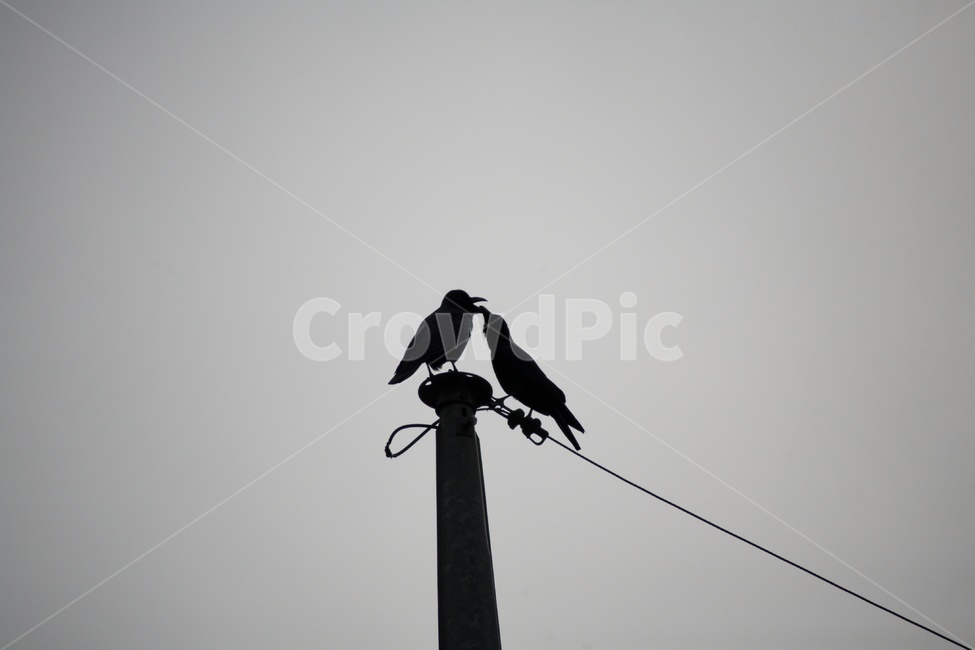 새,까마귀,동물,animal,야생동물,동물,animal,조류,새,birds,흑백,모노톤,monochrome,black and white