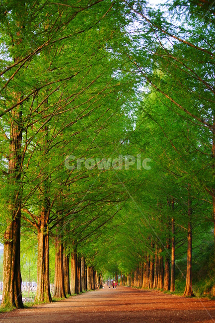 담양,메타세콰이어,싱그러움,봄,메타길,자연,풍경,nature,landscape,plant,식물,tree,나무