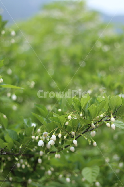 때죽나무꽃,흰색,꽃봉오리,봄,낮,봄,계절,spring,season,식물,자연,plants,nature,꽃,flower,plant