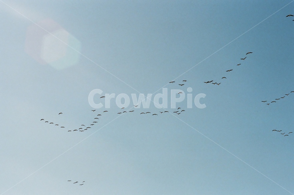 하늘,빛,분위기,새,자유,동물,animal,조류,새,birds