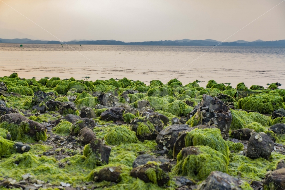 바다,풍경,하늘,흐림,저녁,노을,해초,썰물,자연,풍경,nature,landscape,해변,바다,beach,sea,plant,식물,algae,조류