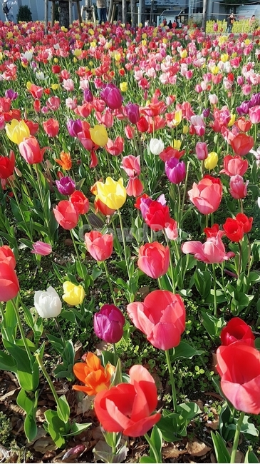 튤립,flower,자연,싱그러움,봄