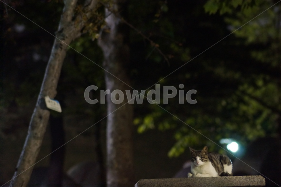 고양이,캣,길냥이,동물,cat,animal,동물,animal,포유류,mammal,고양이,cat,kitten,kitty