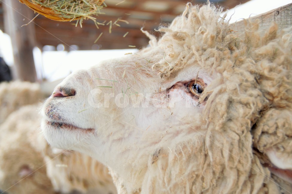 양,양떼목장,강원도,대관령,animal,nature,목장,양털,동물,자연,동물,animal,포유류,mammal