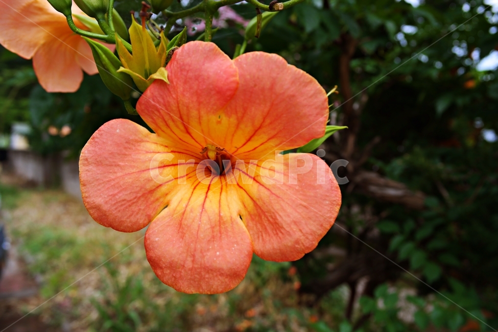 능소화,여름꽃,여름,주황색꽃,주황,꽃송이,넝쿨,꽃,orange,green,flower,plant,blossom,감성,식물,자연,plants,nature,꽃,flower