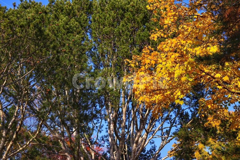 풀,나무,자연,가을,단풍,가을,계절,fall,autumn,season,tree,plant,식물,tree trunk,나무 줄기
