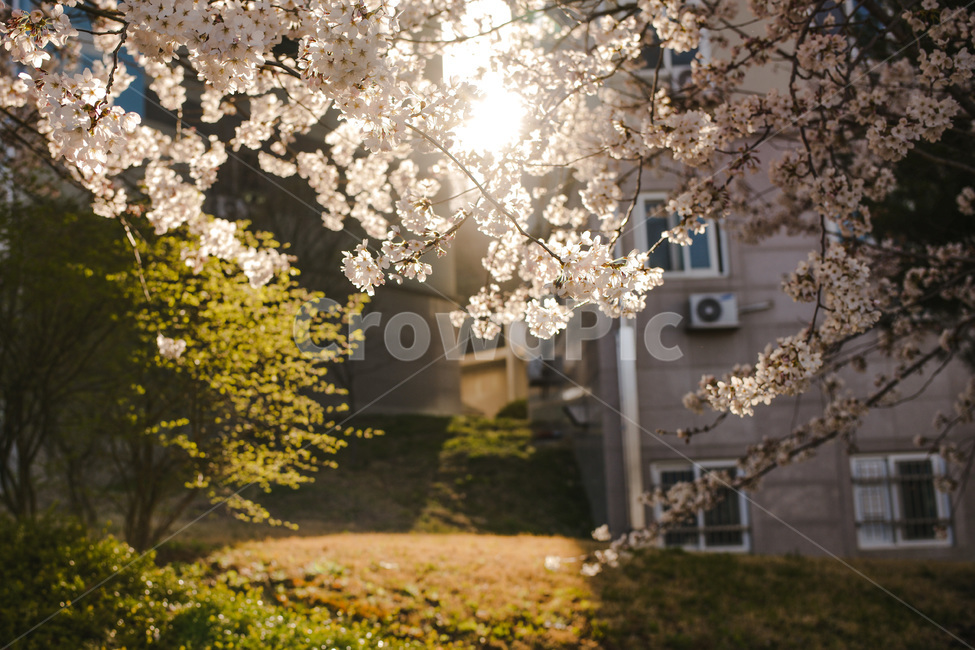 벚꽃,봄,감성사진,따뜻한느낌,spring,blossom,식물,flower,cherryblossom,plant
