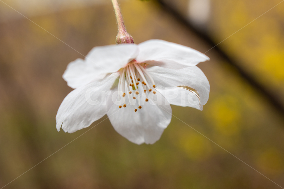 벚꽃,봄,꽃,plant,식물,pollen,blossom,flower,화분