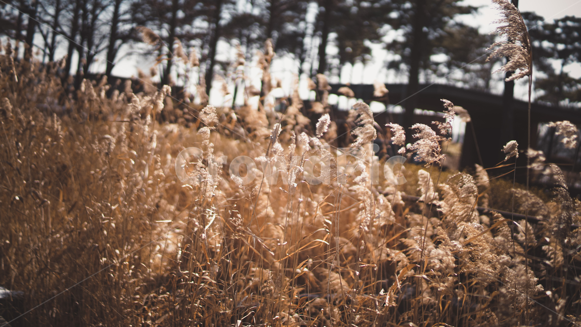 가을,갈대,분위기,갈색,쓸쓸함,가을,계절,fall,autumn,season,자연,풍경,nature,landscape,plant,식물,grass,잔디,lawn