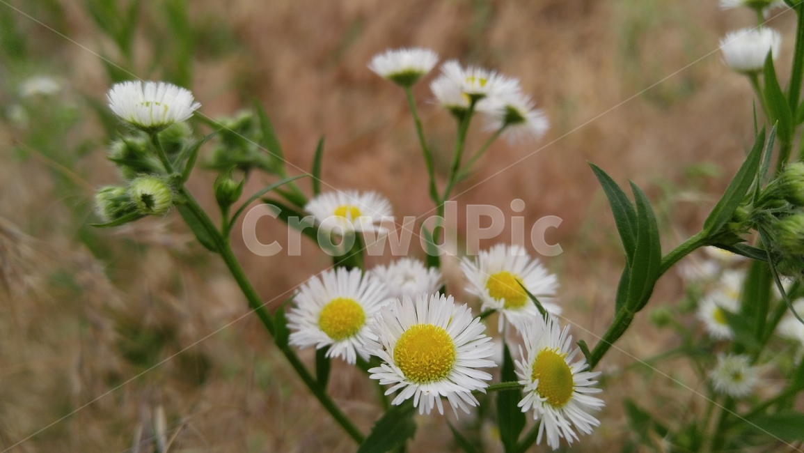 개망초,꽃,들꽃,야생화,흰꽃,흰색,녹색,배경,감성,계절,flower,wildflower,whiteflowers,white,green,background,emotional,season,fieldflowers