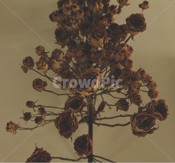 꽃,플라워,flower,드라이플라워,dryflower,plant,식물