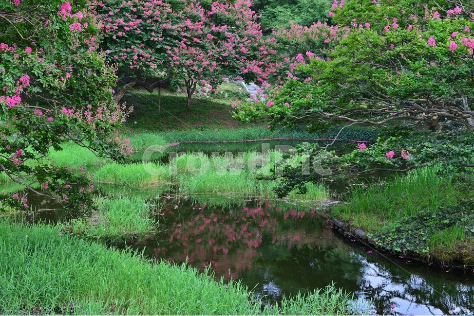 전남,담양,명옥헌원림,배롱나무,명옥헌배롱나무,배롱나무꽃,백일홍나무,여름,계절,nature,자연,outdoors,옥외,grass,잔디,plant,식물,pond,못,water,물,자연,풍경,nature,landscape,한국자연풍경,한국자연경관,korea nature landscape