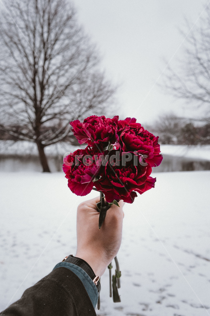 꽃,카네이션,빨간색,손,시계,패션,겨울,눈,나무,호수,연못,겨울,계절,winter,season,꽃,flower