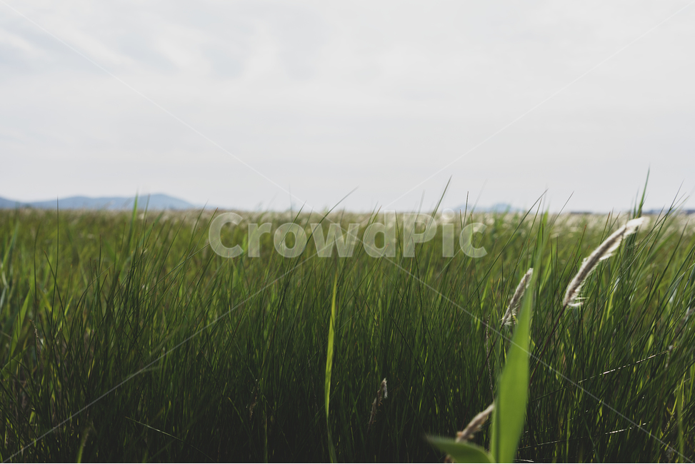 갈대,자연,하늘,수풀,초록,감성,풀밭,먼산,외로움,가을,봄,자연,풍경,nature,landscape,식물,plants,plant,grass,잔디