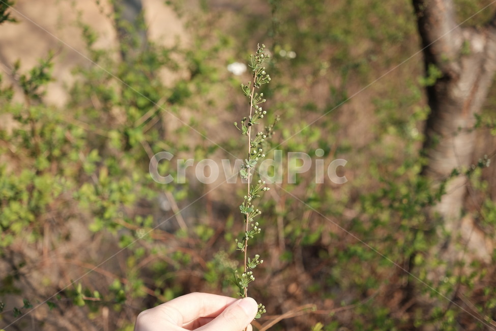 식물,봄,손가락,finger,빛,새싹,초록,grass,잔디,plant