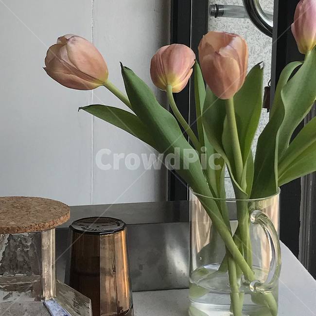 튤립,꽃,꽃병,물병,카페,싱그러움,실내용화초,화분,화초,house plant