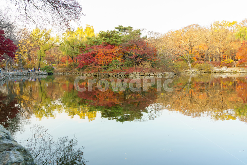 반영,궁,가을,단풍,조용한,호수,물,평온한,아름다운,autumn,maple,calm,water,palace,beautiful,mirror,잔잔한,창경궁,고즈넉한,가을,계절,fall,autumn,season,자연,풍경,nature,landscape,outdoors,옥외