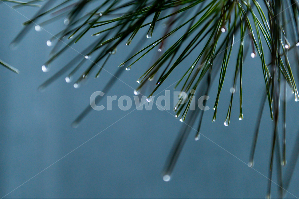 비,빗방울,봄비,물방울,봄,나무,식물,자연,plants,nature,비,비오는날,rain,rainy