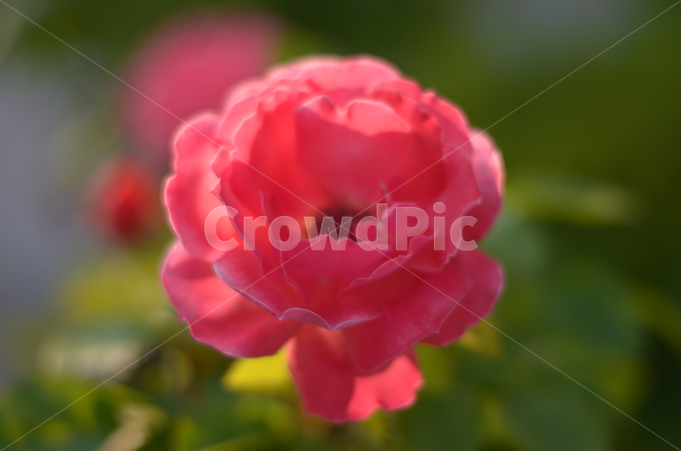 꽃,식물,핑크,장미,분홍,자연,색상,색감,nature,flower,색체,color,spring,봄,계절,감성사진,감성,배경,배경화면,사랑,예쁜,아름다운,힐링,식물,자연,plants,nature,꽃,flower