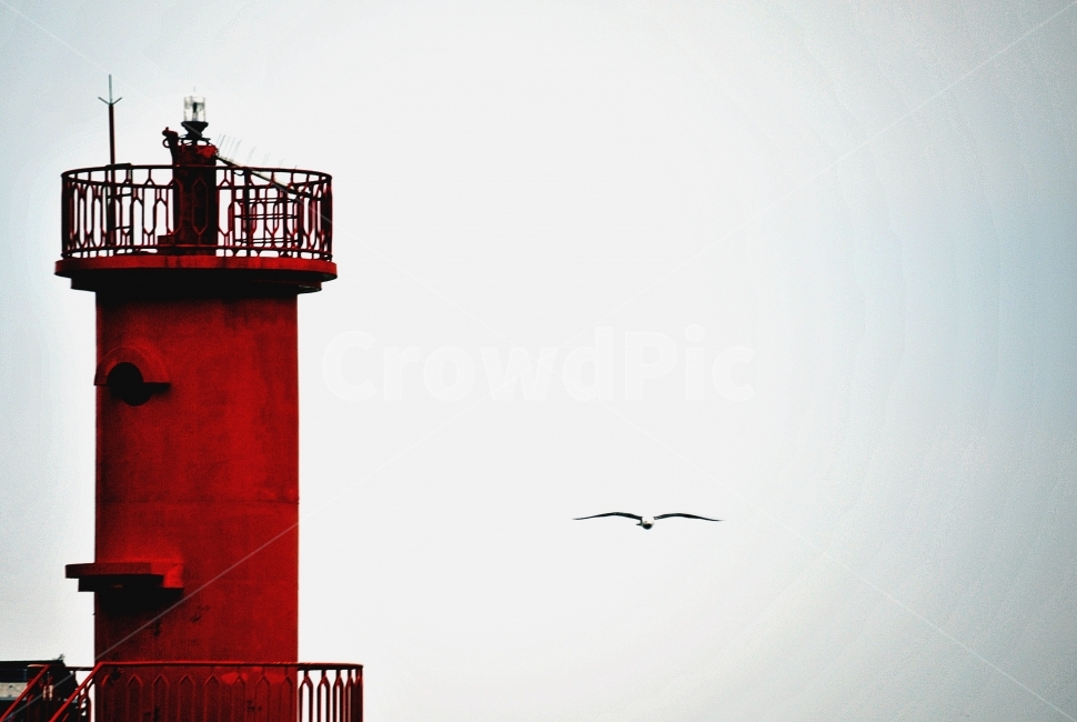 등대,갈매기,바다,하늘,자유,등대,lighthouse,동물,animal,조류,새,birds,bird