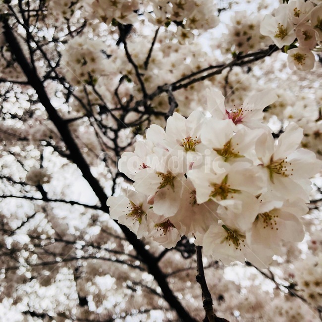 벚꽃,꽃망울,봄,봄꽃,나무,봄나들이