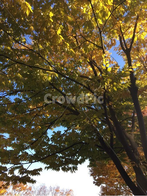 나무,감성,가을,나뭇잎,가을바람,가을빛,가을,계절,fall,autumn,season,식물,자연,plants,nature,나무,trees,wood,tree,plant,tree trunk,나무 줄기
