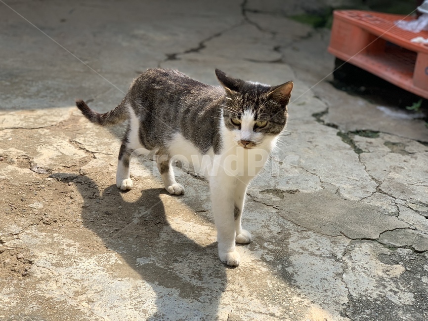 고양이,아기고양이,cat,animal,pet