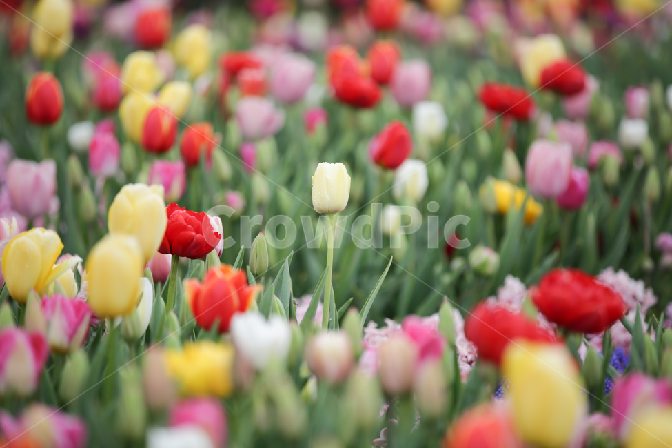 튤립,튤립축제,태안튤립축제,tulip,백합목,백합과,봄꽃,봄,계절,spring,season,식물,자연,plants,nature,꽃,flower,plant,blossom