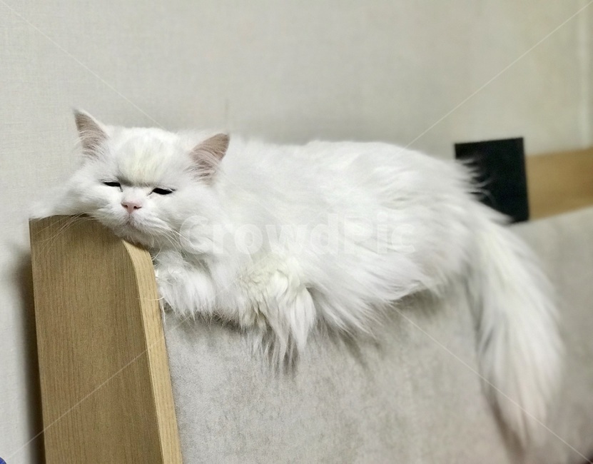 고양이,반려묘,cat,반려동물,터키쉬앙고라,cats,냐옹,냥