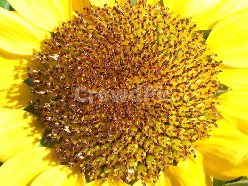 꽃,식물,꽃잎,flower,해바라기,식물,자연,plants,nature,꽃,flower