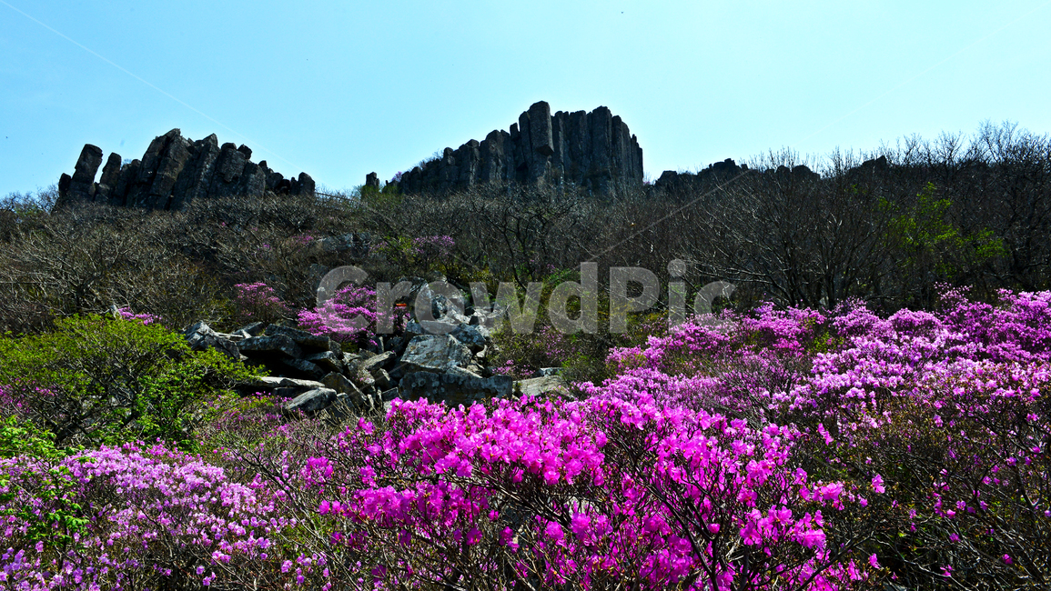 광주,무등산,무등산봄,서석대,입석대,주상절리대,철쭉꽃,철쭉,봄,계절,꽃,만개,flower,plant,식물,blossom,outdoors,옥외,자연,경치,경관,풍경
