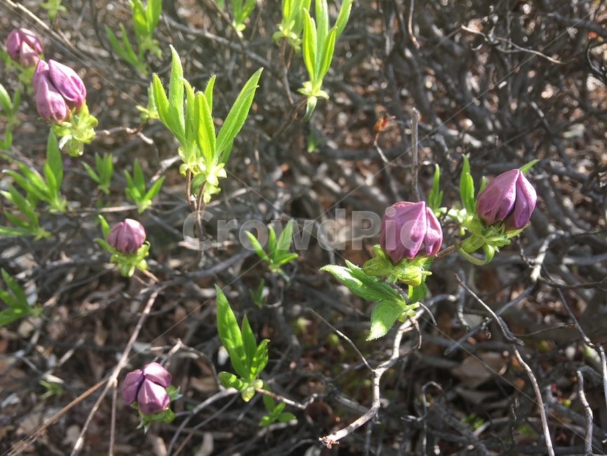 꽃,flower,꽃봉오리,자연,plant,봄,식물,자연,plants,nature
