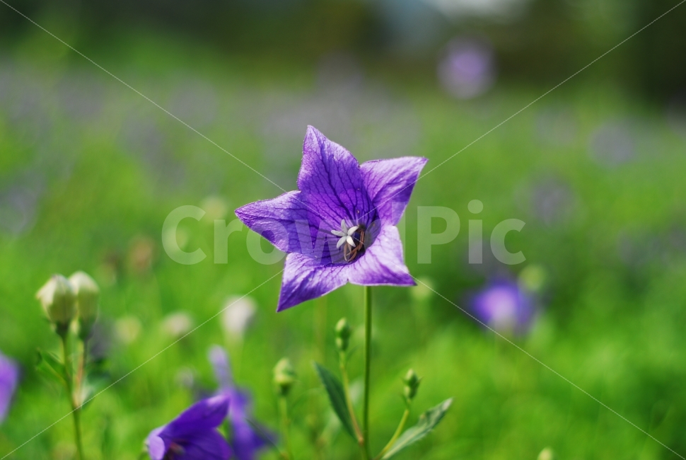 도라지꽃,꽃,보라색꽃,식물,양용작물,도라지,식물,자연,plants,nature,꽃,flower