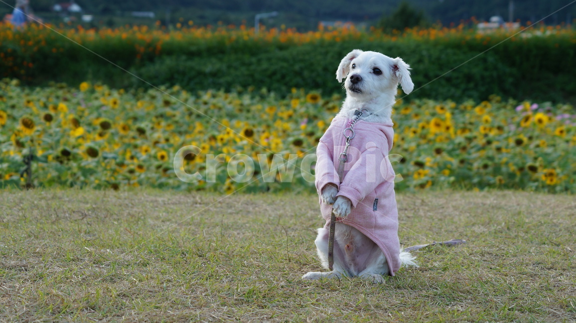 강아지,애견,반려견,애완견,dog,동물,animal,포유류,mammal,개,강아지,dog,doggy
