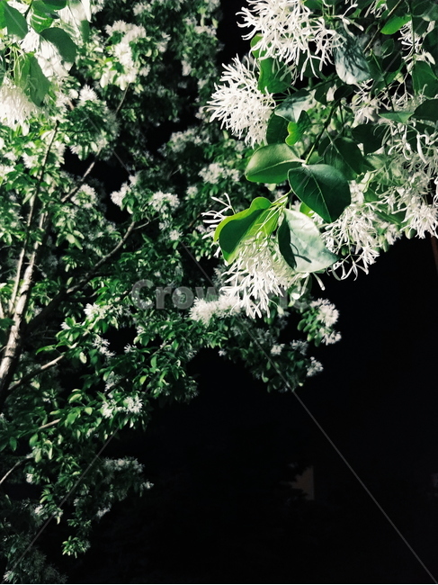 밤,꽃,여름,여름밤,감성,나뭇잎,나무밑,자연,풍경,nature,landscape,계절,summer,season,휴식,힐링,rest,relaxation,healing,식물,plants