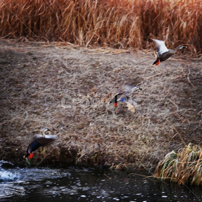 오리날다,비상,오리,강가,비행,동물,animal,조류,새,birds