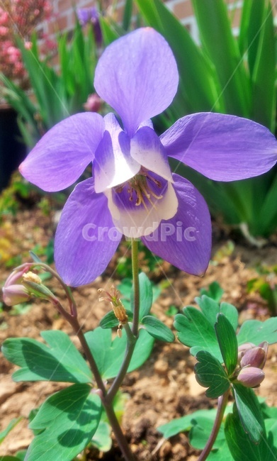 매발톱,매발톱꽃,꽃,들꽃,야생화,식물,plant,flower,blossom,보라색꽃,보라,violet,식물,자연,plants,nature,꽃,flower
