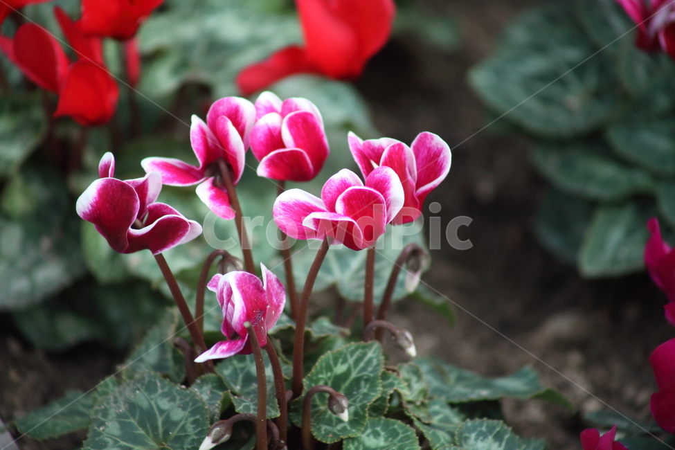 시클라멘,꽃,식물,cyclamenpersicum,flower,식물,자연,plants,nature,꽃,flower