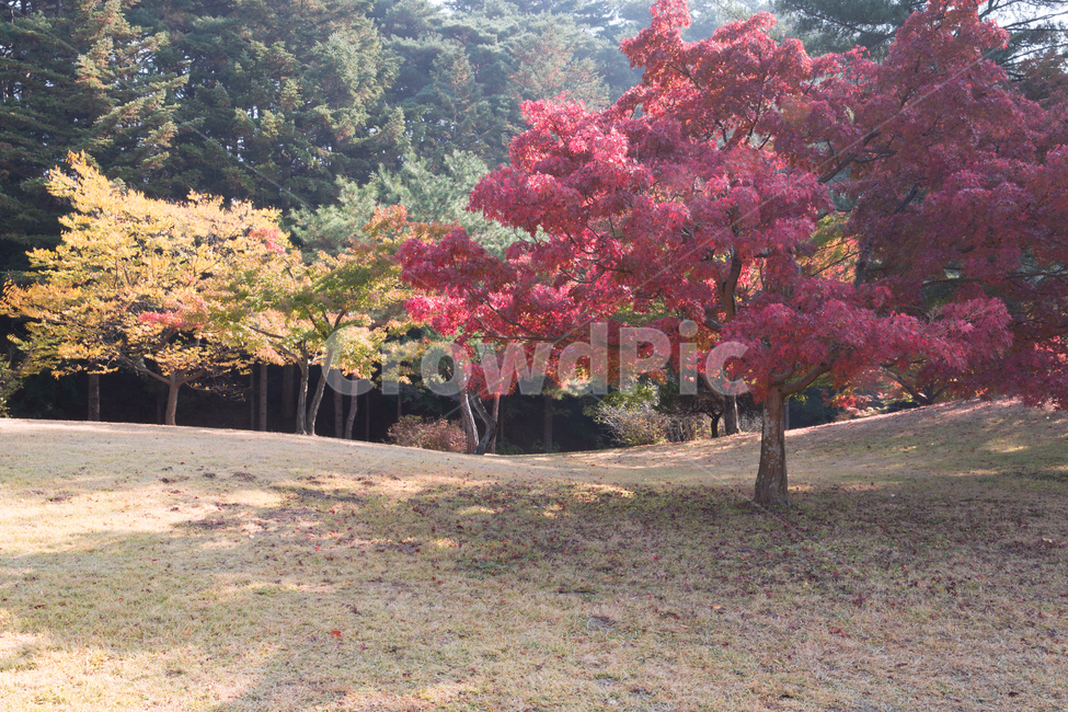 자연,풍경,경치,가을,추경,만추,계절,단풍,단풍잎,낙엽,붉은,빨간,노란,울긋불긋,공원,정원,단풍길,가을길