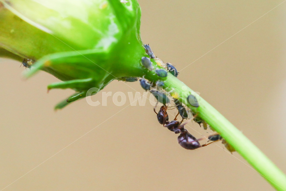 공생,곤충,개미,진딧물,ant,접사,macro,동물,animal,곤충,벌레,insect,bug