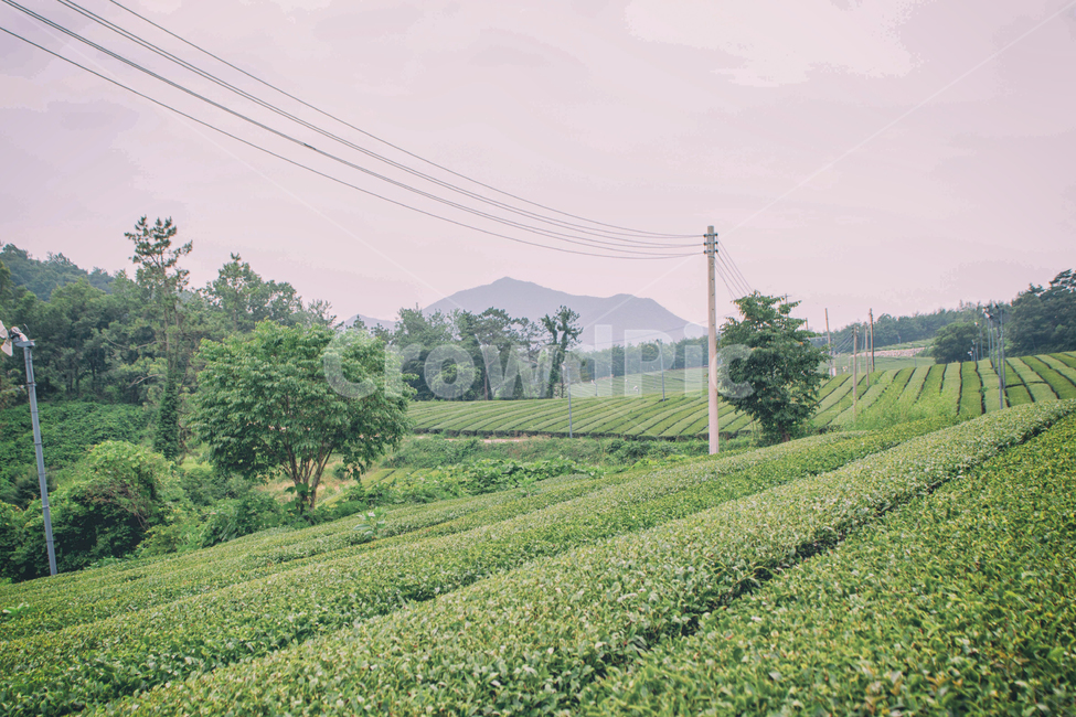자연,풍경,여름,녹차,녹차밭,차,nature,landscape,summer,green,greentea,tea,식물,plant,자연,풍경,nature,landscape,한국자연풍경,한국자연경관,korea nature landscape,산업,industry,industrial,농업,농사,agriculture,farming,farming industry
