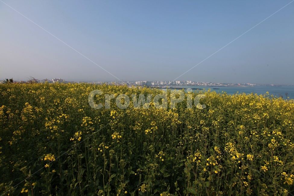 제주도,유채꽃,봄꽃,노랑꽃,서우봉,봄,계절,spring,season,자연,풍경,nature,landscape,한국자연풍경,한국자연경관,korea nature landscape,제주도,jeju,jeju island,식물,plants,꽃,flower,grassland,목초지,field,들,outdoors,옥외,rural,농촌,meadow,farm,농장