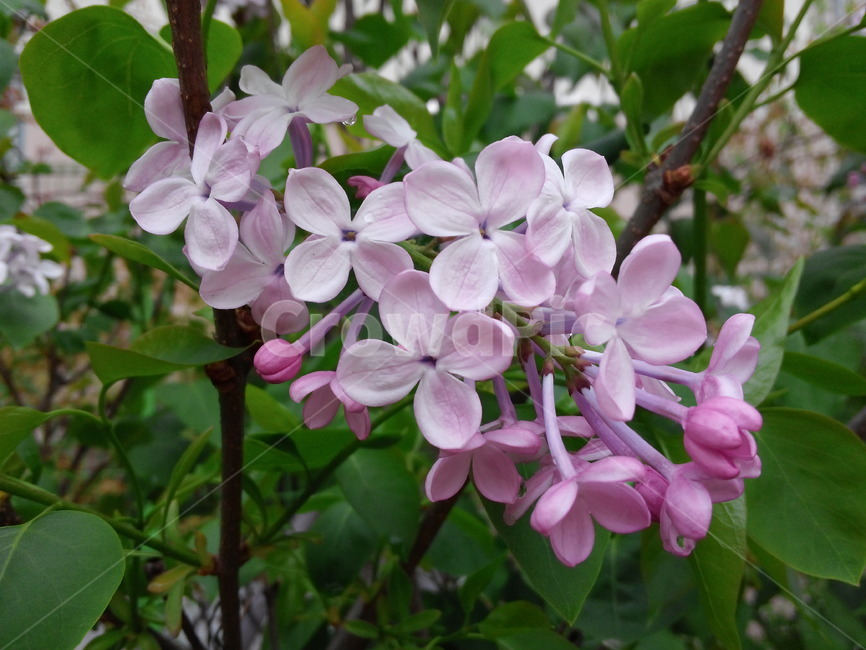 라일락,꽃,식물,봄,향기,봄꽃,흔한꽃,주변식물,식물,자연,plants,nature,꽃,flower
