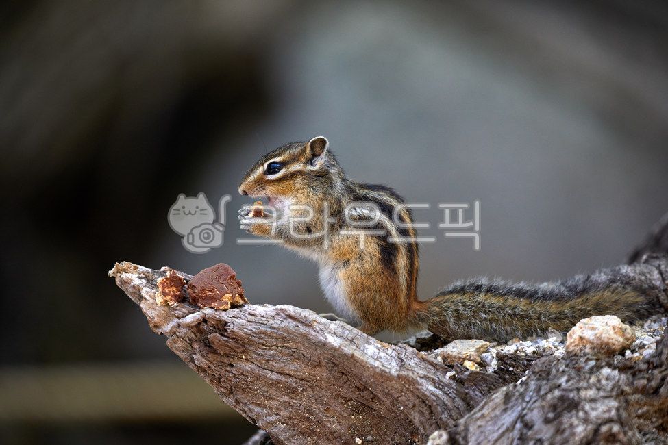 wildanimals,tree,treebrown,wild animals,brown,small animals,squirrel,mammals,spottedsquirrels,chipmunk,animal,wild beast,smallanimals,animals,brownmammals,wild,mammalia,squirrels