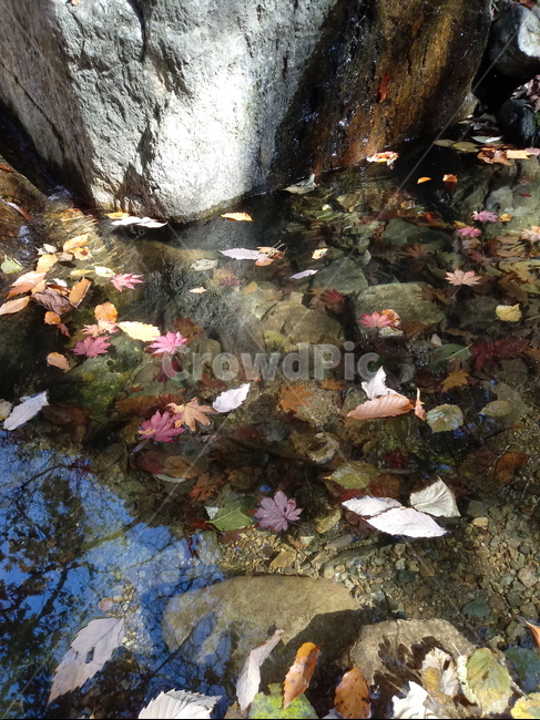 단풍,낙엽,바위,나무,물,자연,옥외,outdoors,road,water,nature,leaf,가을,풍경