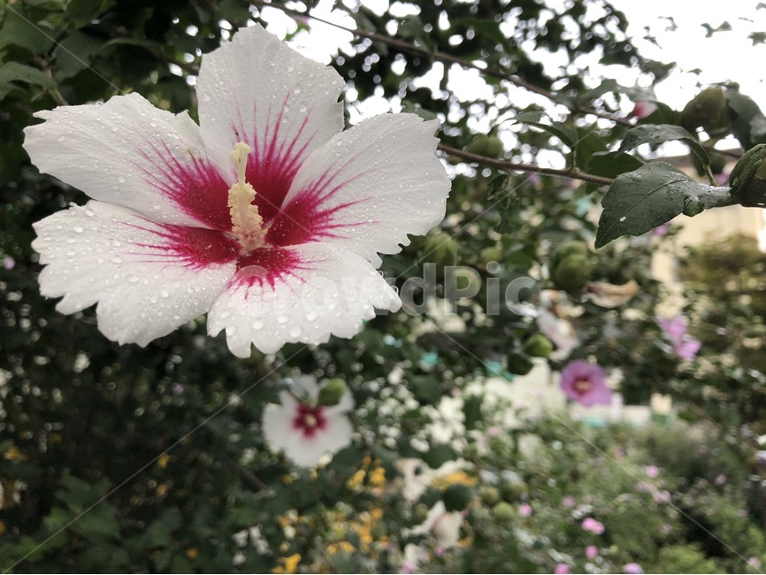 꽃,식물,자연,노랑,초록,flower,hana,plants,shokubutsu,nature,yellow,kiiro,green,midori,무궁화,mugunghwa,흰색,빨강,white,shiro,red,aka,비,물,rain,ame,water,mizu,분홍,pink,pinku,식물,자연,plants,nature,꽃,flower