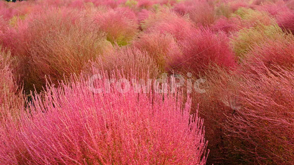 nature,자연,풀,숲,들,갈대,빨간색,공원,풍경