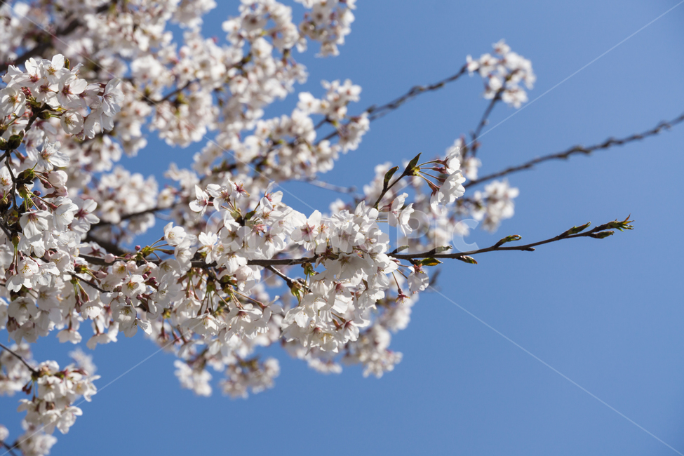봄,벚꽃,나들이,봄꽃,꽃,감성,자연,풍경,cherryblossom,개화,blossom,식물,flower