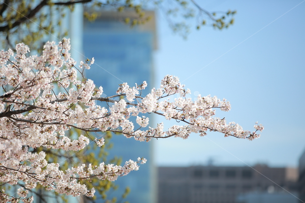 벚꽃,봄,궁,서울,하늘,맑은하늘,꽃,캐논,5dmark3,봄,계절,spring,season,식물,자연,plants,nature,꽃,flower,plant,blossom